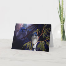 Schöne "Liebe" Blue Jay Wild Bird Card