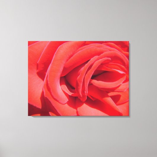 schöne Liebe rote Rose Bild eingepackt Leinwand. Leinwanddruck (Vorderseite)