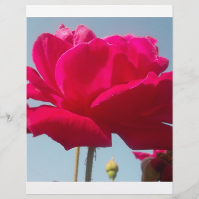 Schöne, liebevolle Rose Rot gegen Blau (Vorderseite)