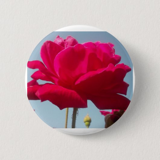 Schöne, liebevolle Rose Rot gegen Blau Button (Vorderseite)