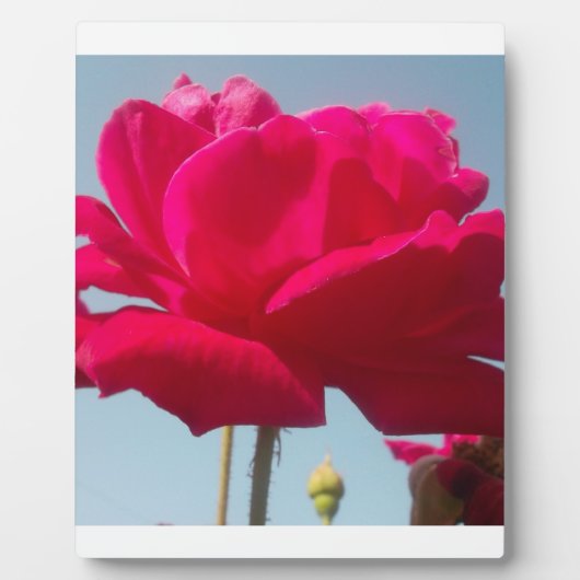 Schöne, liebevolle Rose Rot gegen Blau Fotoplatte (Vorderseite)