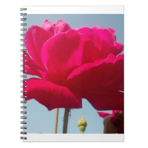 Schöne, liebevolle Rose Rot gegen Blau Notizblock