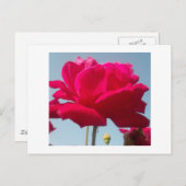 Schöne, liebevolle Rose Rot gegen Blau Postkarte (Vorne/Hinten)