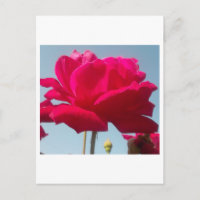 Schöne, liebevolle Rose Rot gegen Blau