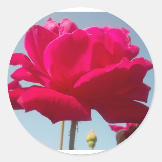 Schöne, liebevolle Rose Rot gegen Blau Runder Aufkleber (Vorderseite)