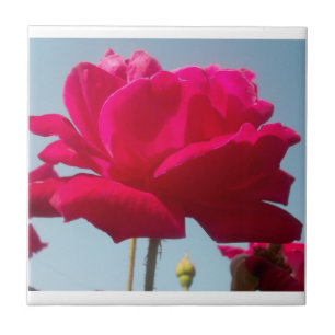 Schöne Liebliche Himmlische Rose Rot Gegen Blau  Fliese
