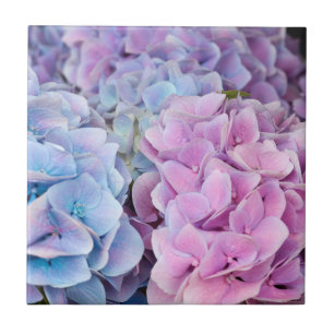 Schöne Lila, blaue, rosa Hydrangea-Blume Fliese