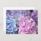 Schöne Lila, blaue, rosa Hydrangea-Blume Postkarte (Vorne/Hinten)