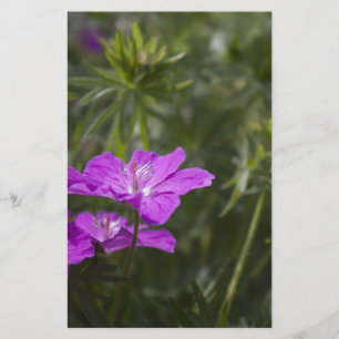 Schöne lila Blume
