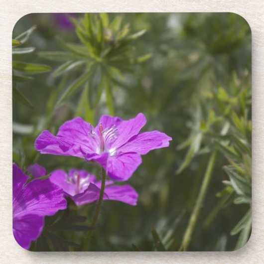 Schöne lila Blume Getränkeuntersetzer (Vorderseite)