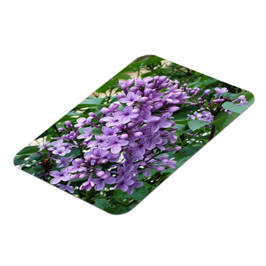 Schöne lila Blume Magnet (Linke Seite)