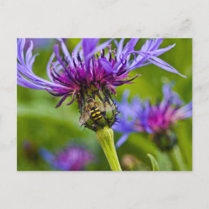 Schöne lila Blume mit Honigbiene Postkarte