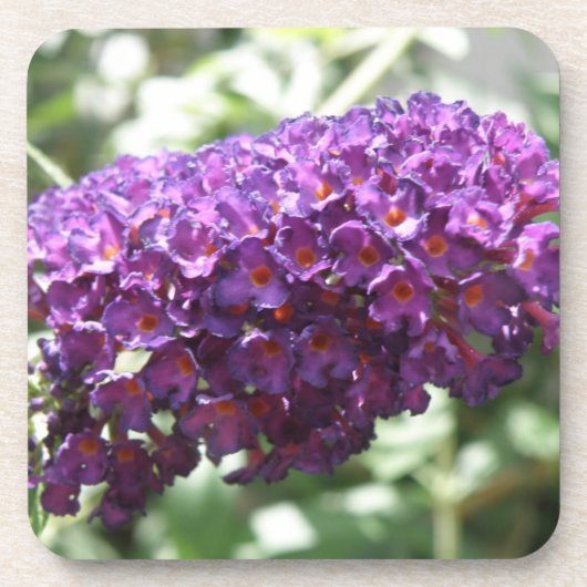 Schöne Lila Buddleia Blume Cork Untersetzer (Vorderseite)