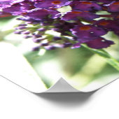Schöne Lila Buddleia-Blume drucken Poster (Ecke)