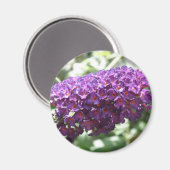 Schöne Lila Buddleia Blume Magnet (Vorderseite/Rückseite)