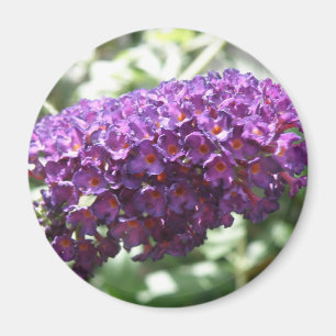 Schöne Lila Buddleia Blume Magnet