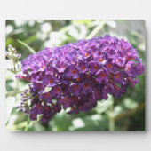 Schöne Lila Buddleia Blume Plaque Fotoplatte (Vorderseite)