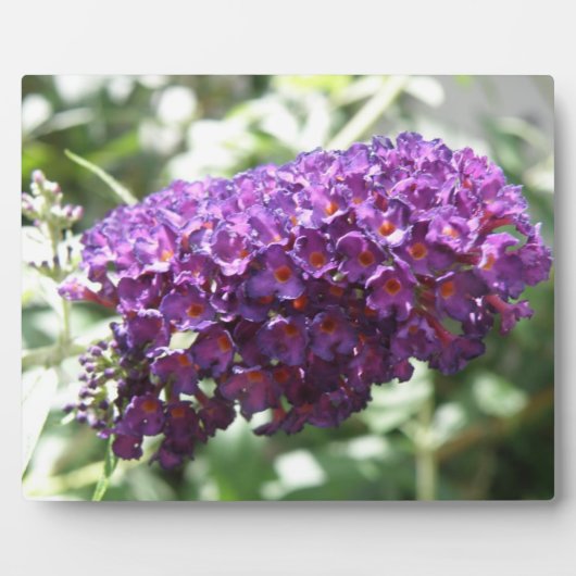 Schöne Lila Buddleia Blume Plaque Fotoplatte (Vorderseite)
