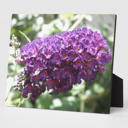 Schöne Lila Buddleia Blume Plaque Fotoplatte (Seite)