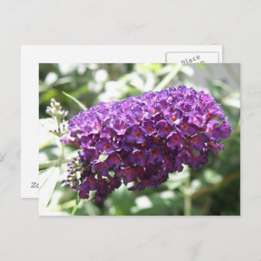Schöne Lila Buddleia Blume Postkarte (Vorne/Hinten)