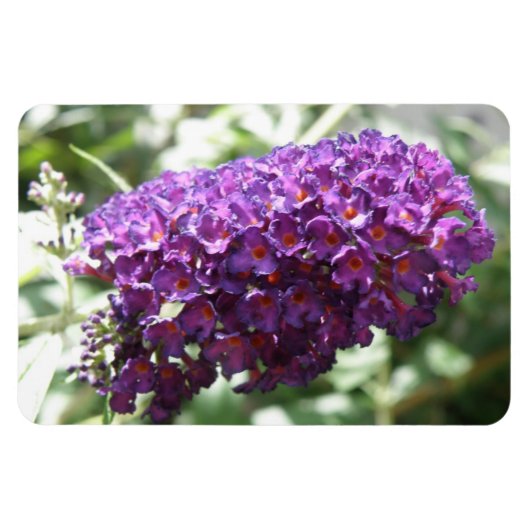 Schöne Lila Buddleia Blume Premium Magnet (Horizontal)