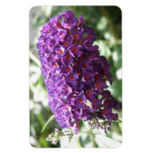 Schöne Lila Buddleia Blume Premium Magnet (Vertikal)
