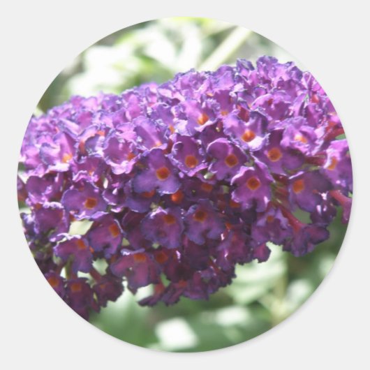 Schöne Lila Buddleia Blume Sticker (Vorderseite)