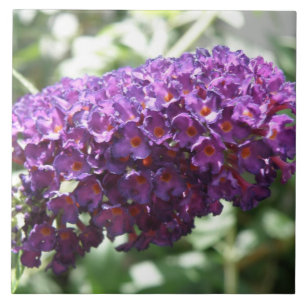 Schöne Lila Buddleia Blume Tile Fliese