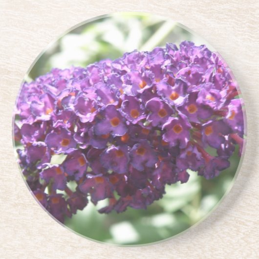 Schöne Lila Buddleia Blume Untersetzer (Vorne)