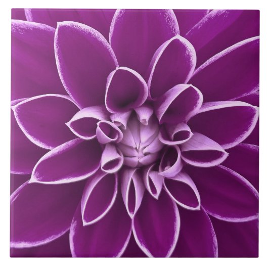 Schöne lila Dahlie-Blume Fliese (Vorderseite)