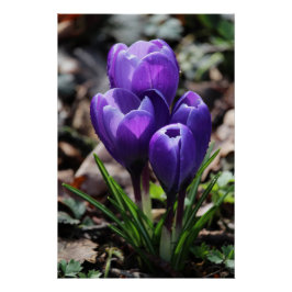 Schöne, Lila Frühlingszitate Crocus Blume Poster