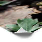 Schöne, Lila Frühlingszitate Crocus Blume Poster (Ecke)