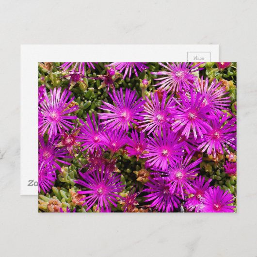 Schöne Lila Ice Pflanze Blume Postkarte (Vorne/Hinten)