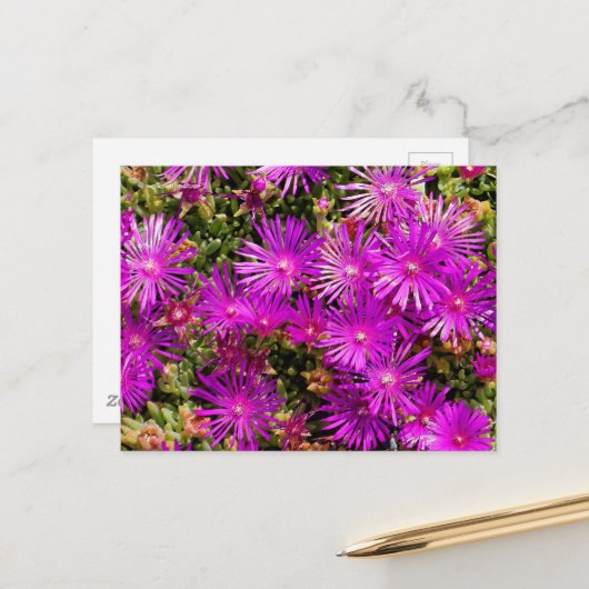 Schöne Lila Ice Pflanze Blume Postkarte (Vorderseite/Rückseite Beispiel)