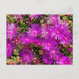 Schöne Lila Ice Pflanze Blume Postkarte