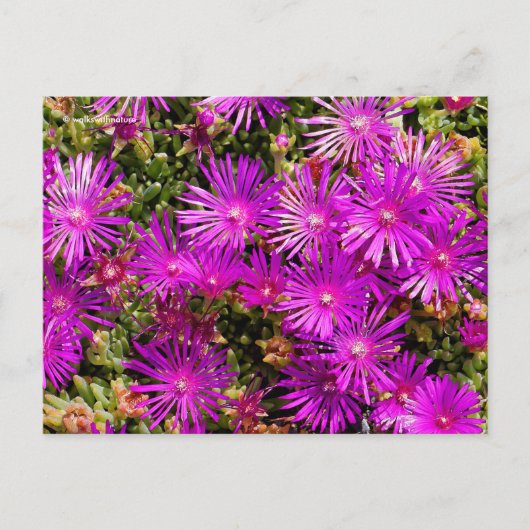 Schöne Lila Ice Pflanze Blume Postkarte (Vorderseite)