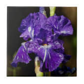 Schöne Lila Iris am Nachmittag Fliese (Vorderseite)