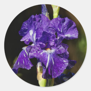 Schöne Lila Iris am Nachmittag Runder Aufkleber