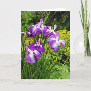 Schöne lila Iris-Blume drucken Grußkarte Karte