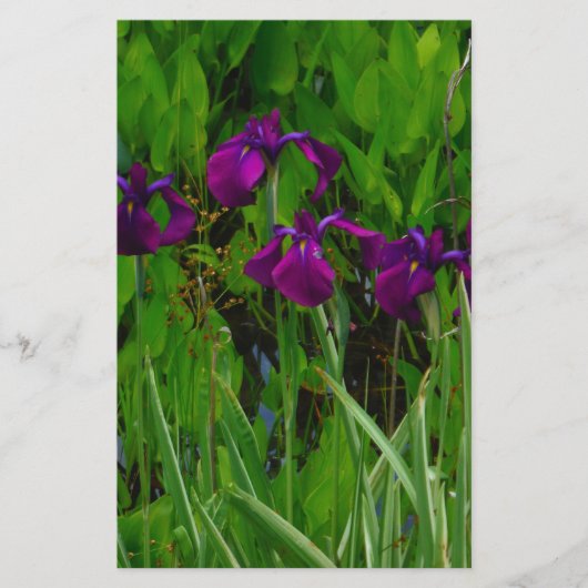Schöne Lila Iris Briefpapier (Vorderseite)