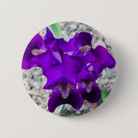 Schöne lila Iris Button (Vorderseite)