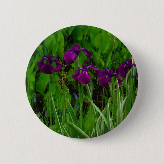 Schöne Lila Iris Button (Vorderseite)