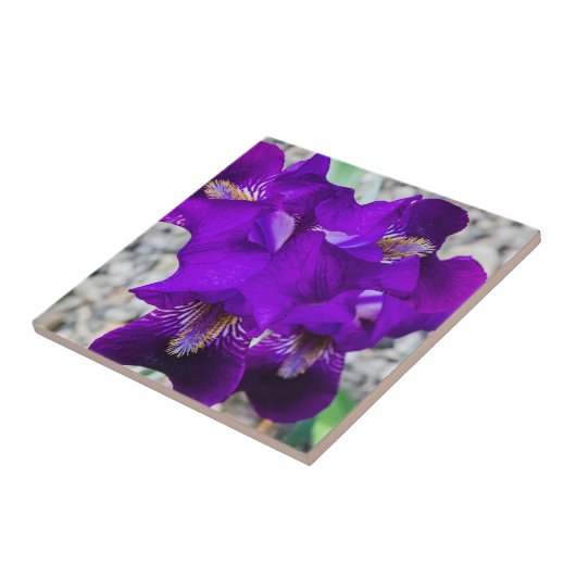 Schöne lila Iris Fliese (Seite)