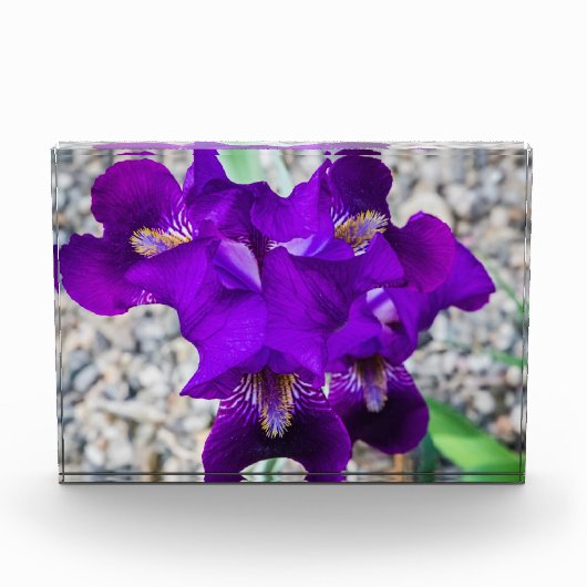 Schöne lila Iris Fotoblock (Vorderseite)