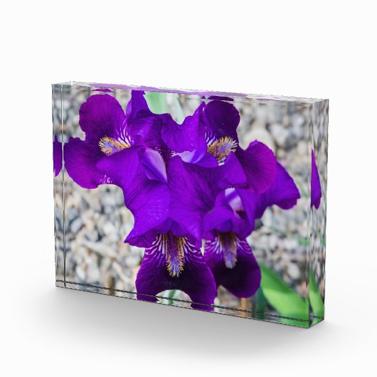 Schöne lila Iris Fotoblock (Rechts)