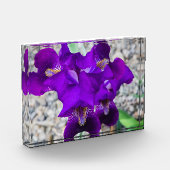 Schöne lila Iris Fotoblock (Links)