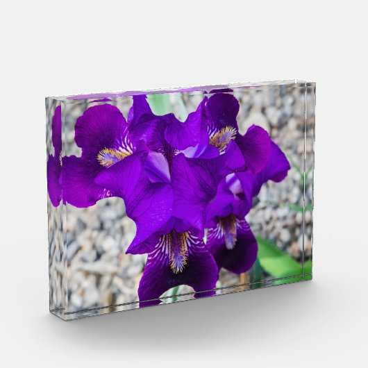 Schöne lila Iris Fotoblock (Links)