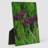 Schöne Lila Iris Fotoplatte (Seite)