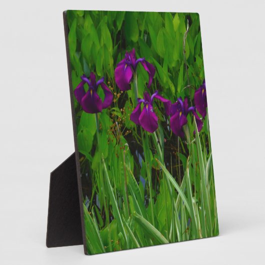 Schöne Lila Iris Fotoplatte (Seite)