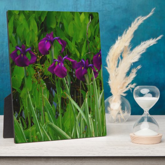 Schöne Lila Iris Fotoplatte (Seite)